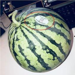 吃瓜网红聚集地,揭秘吃瓜网红聚集地的幕后故事 第1张 吃瓜网红聚集地,揭秘吃瓜网红聚集地的幕后故事 第1张